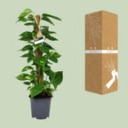 Detailfoto van Scindapsus Epipremnum