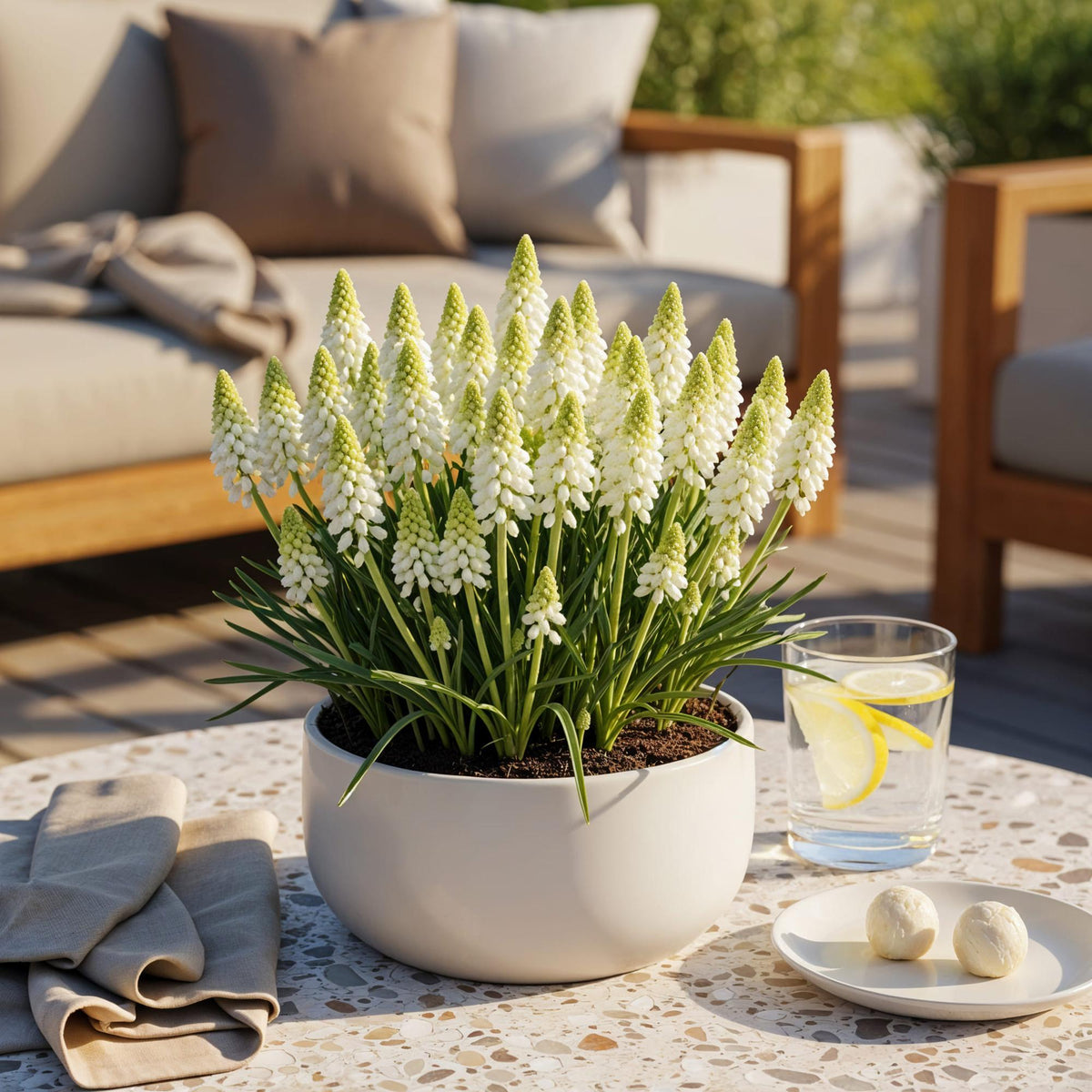 Muscari White Magic, plant in pot