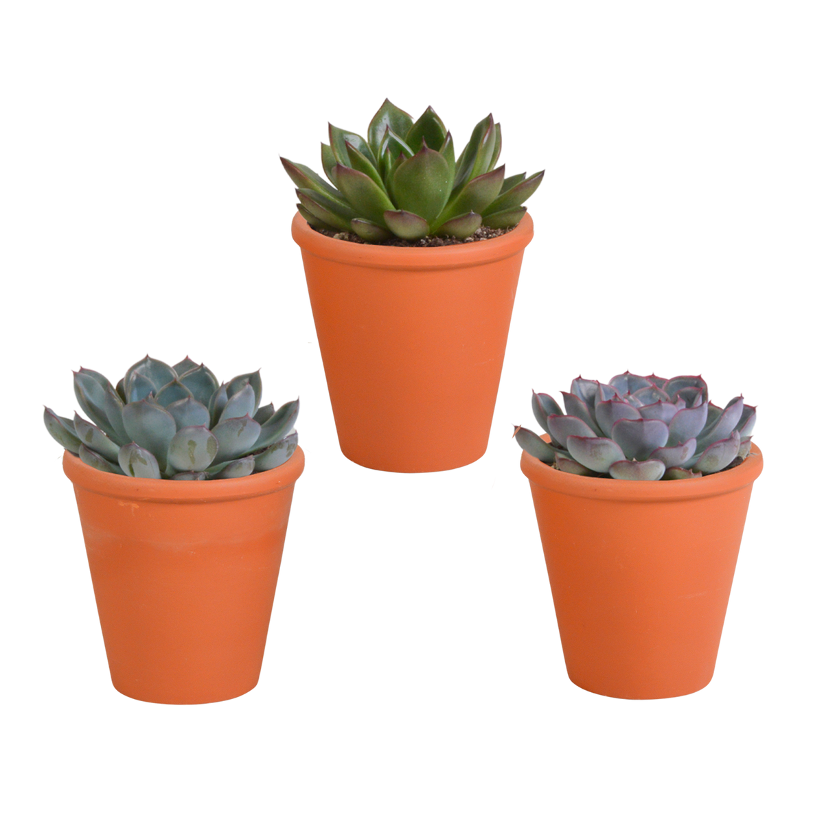 Productfoto van Echeveria mix
