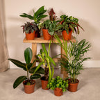 Productafbeelding van Pureplant