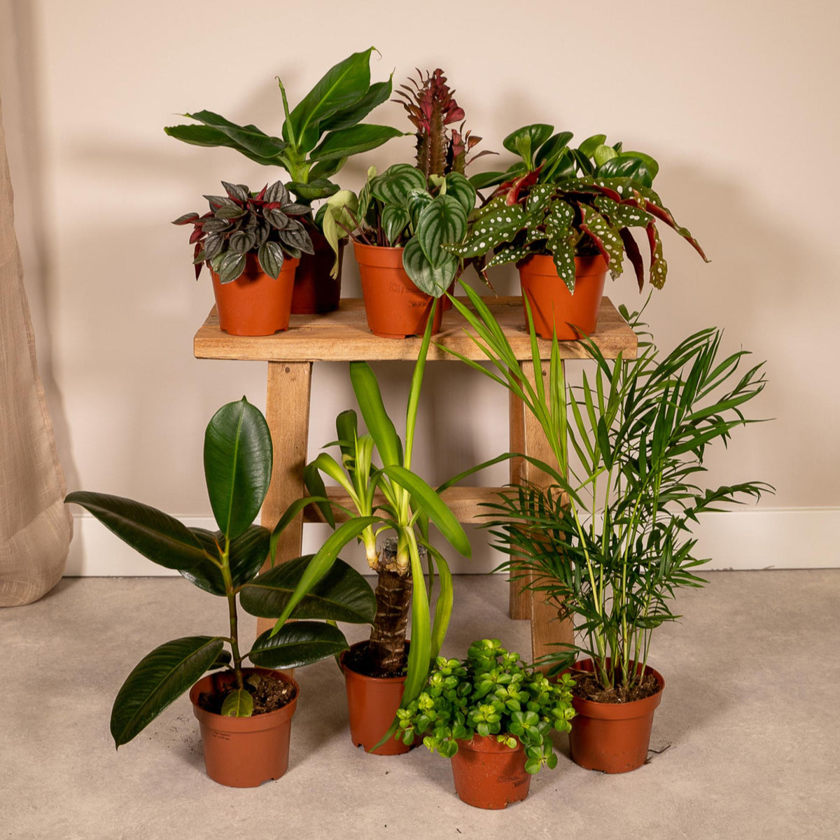 Productafbeelding van Pureplant