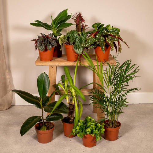 Productafbeelding van Pureplant