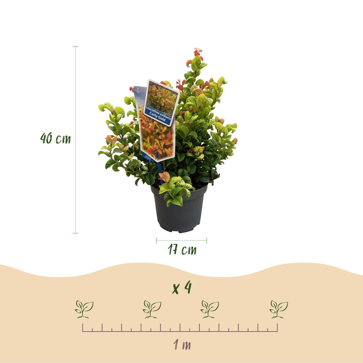 Leucothoe Curly Gold, compacte plant