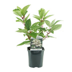 Hydrangea panniculata Wims Red, kenmerkend blad