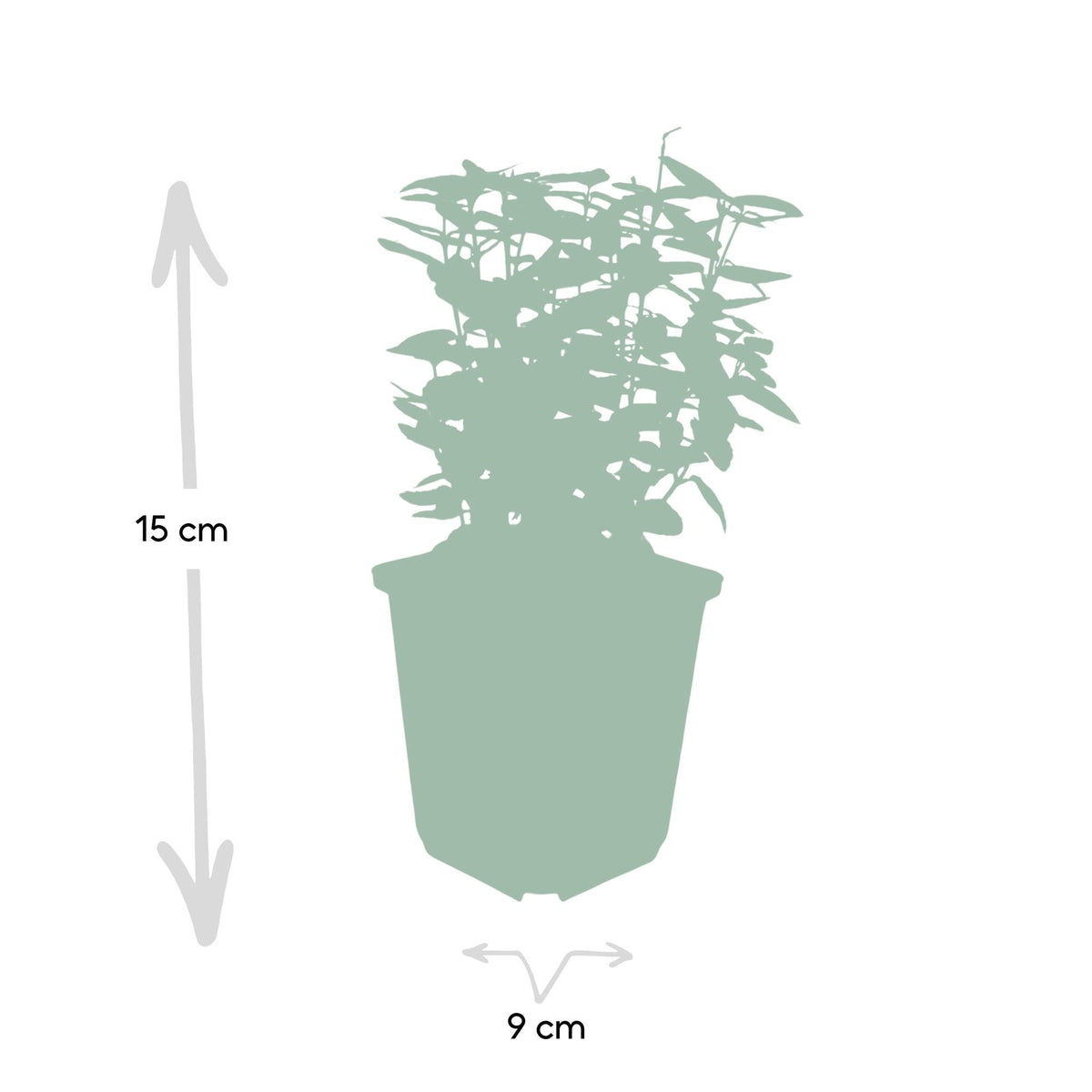 Productafbeelding van Pureplant