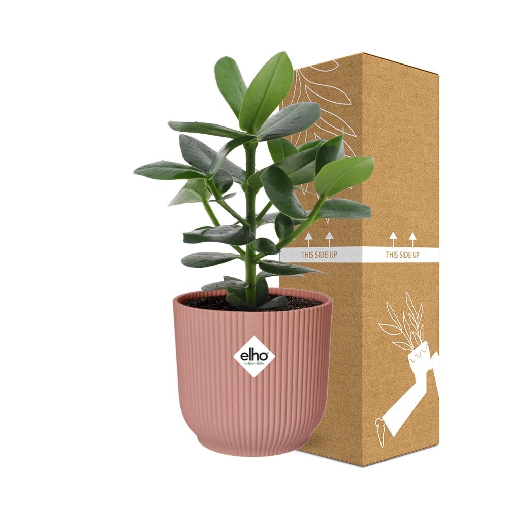 Detailfoto van Clusia Princess in ELHO Vibes Fold 14cm roze
