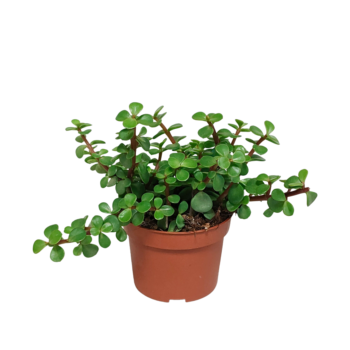 Productafbeelding van Pureplant