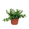 Portulacaria afra - zonder pot