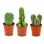 Mini Cactus Set - 3 Stuks - Ø, detail van het blad