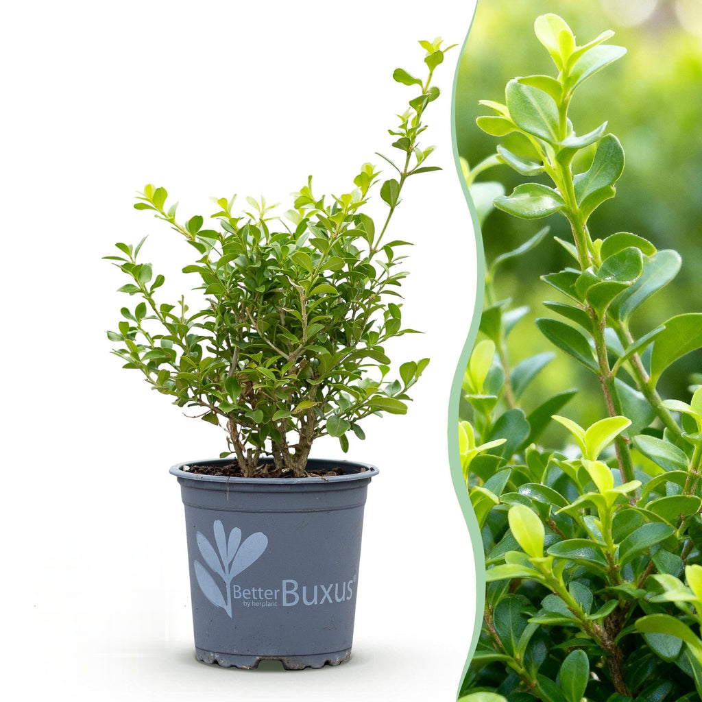 BetterBuxus Babylon Beauty buxusvervanger, schimmelresistent, plant in pot