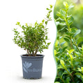 BetterBuxus Babylon Beauty buxusvervanger, schimmelresistent, plant in pot