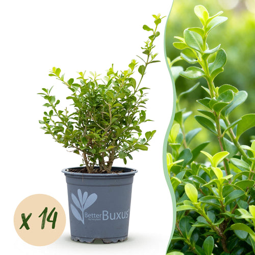 BetterBuxus Babylon Beauty buxusvervanger, schimmelresistent, plant in pot