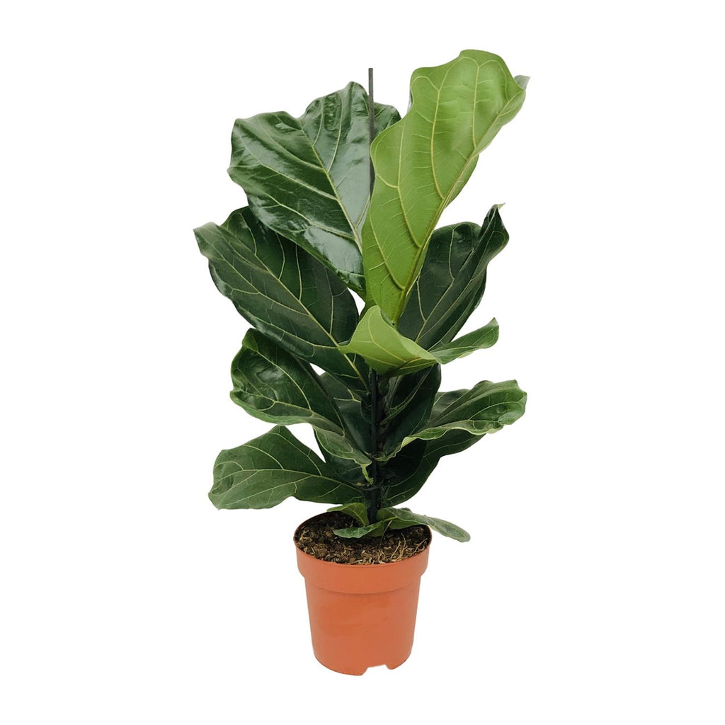 Productfoto van Ficus lyrata, tabaksplant met groot vioolvormig blad 75 cm