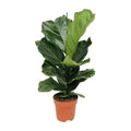 Productfoto van Ficus lyrata, tabaksplant met groot vioolvormig blad 75 cm