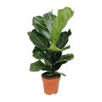 Productfoto van Ficus lyrata, tabaksplant met groot vioolvormig blad 75 cm