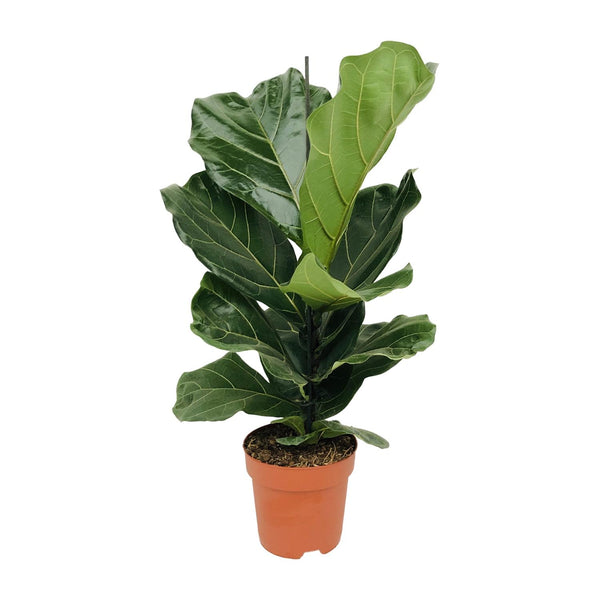 Ficus lyrata, tabaksplant met groot vioolvormig blad 75 cm
