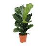 Ficus lyrata, tabaksplant met groot vioolvormig blad 75 cm