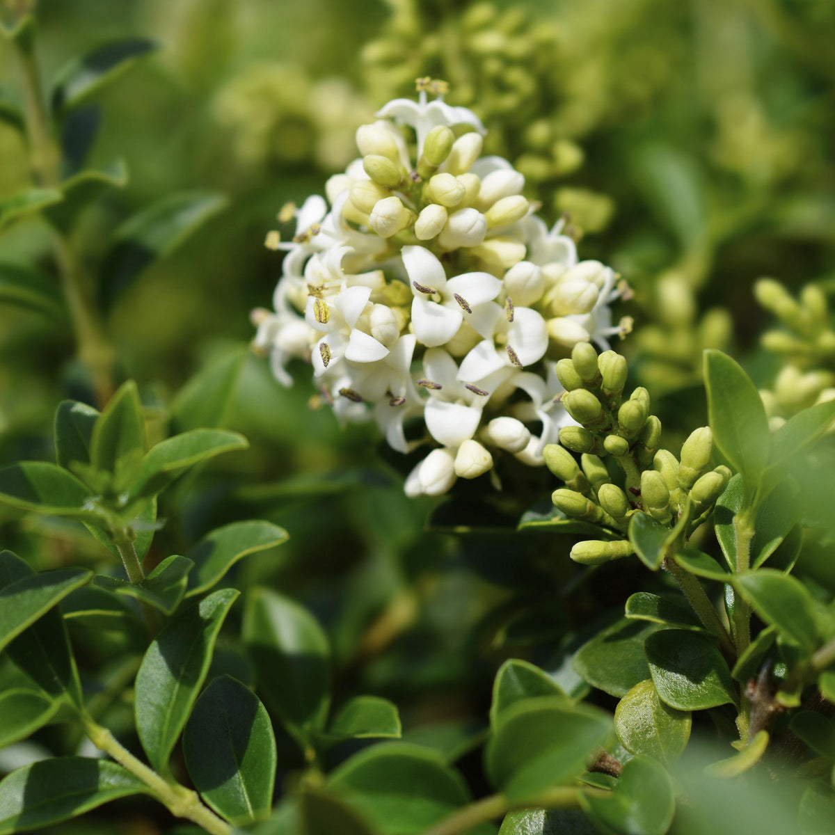 Ligustrum delavayanum, plant in pot