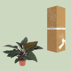 Detailfoto van Philodendron Congo Red