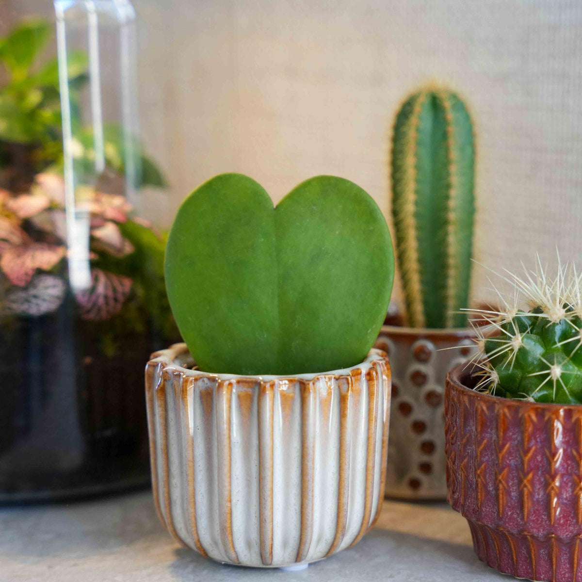 Cadeauset Love Set, hartjesplant met pot, wenskaart en tasje, groene bladeren