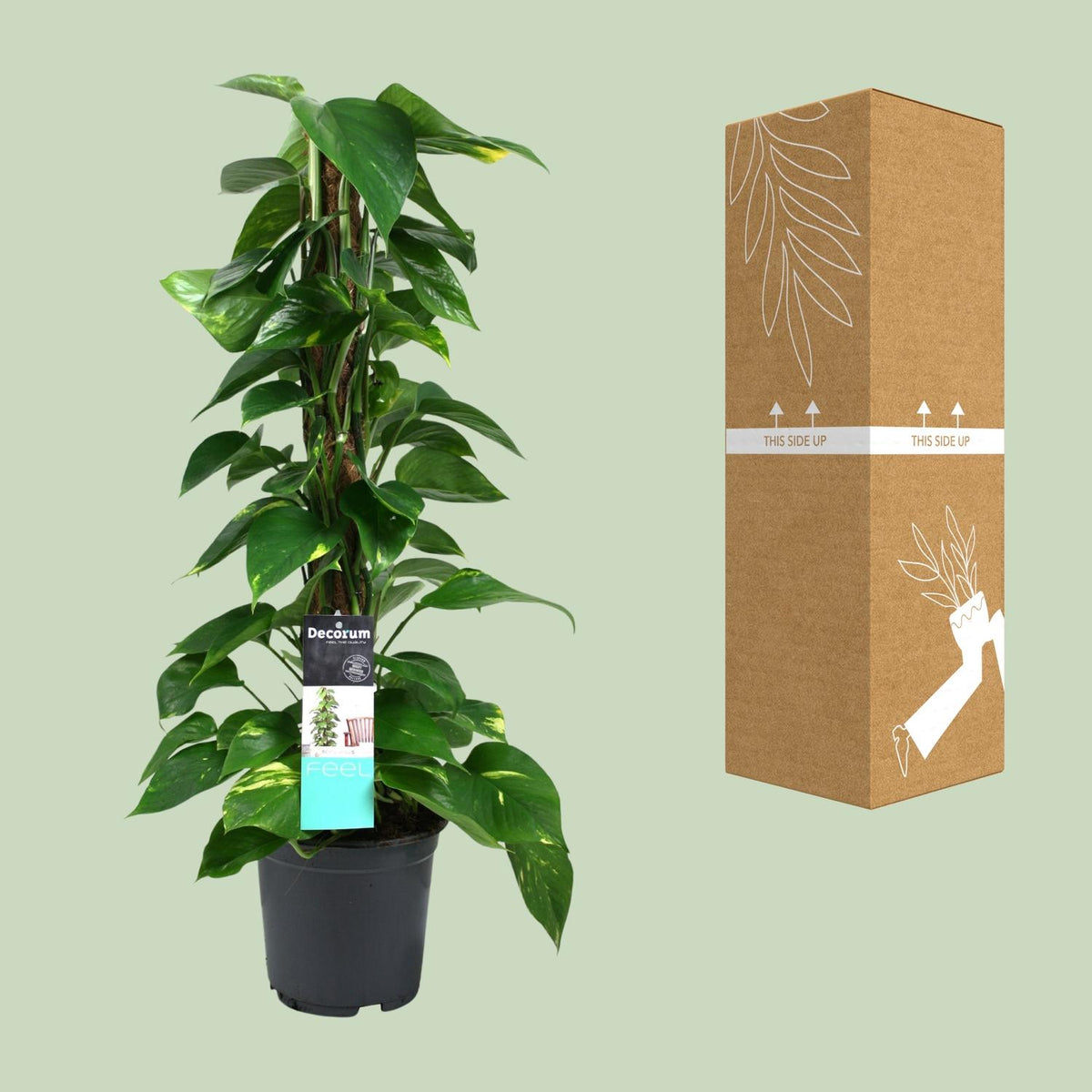 Detailfoto van Scindapsus (Epipremnum)