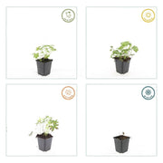 Geranium sang. &