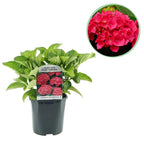 Hydrangea macrophylla Red, 30 cm hoog, plant in pot