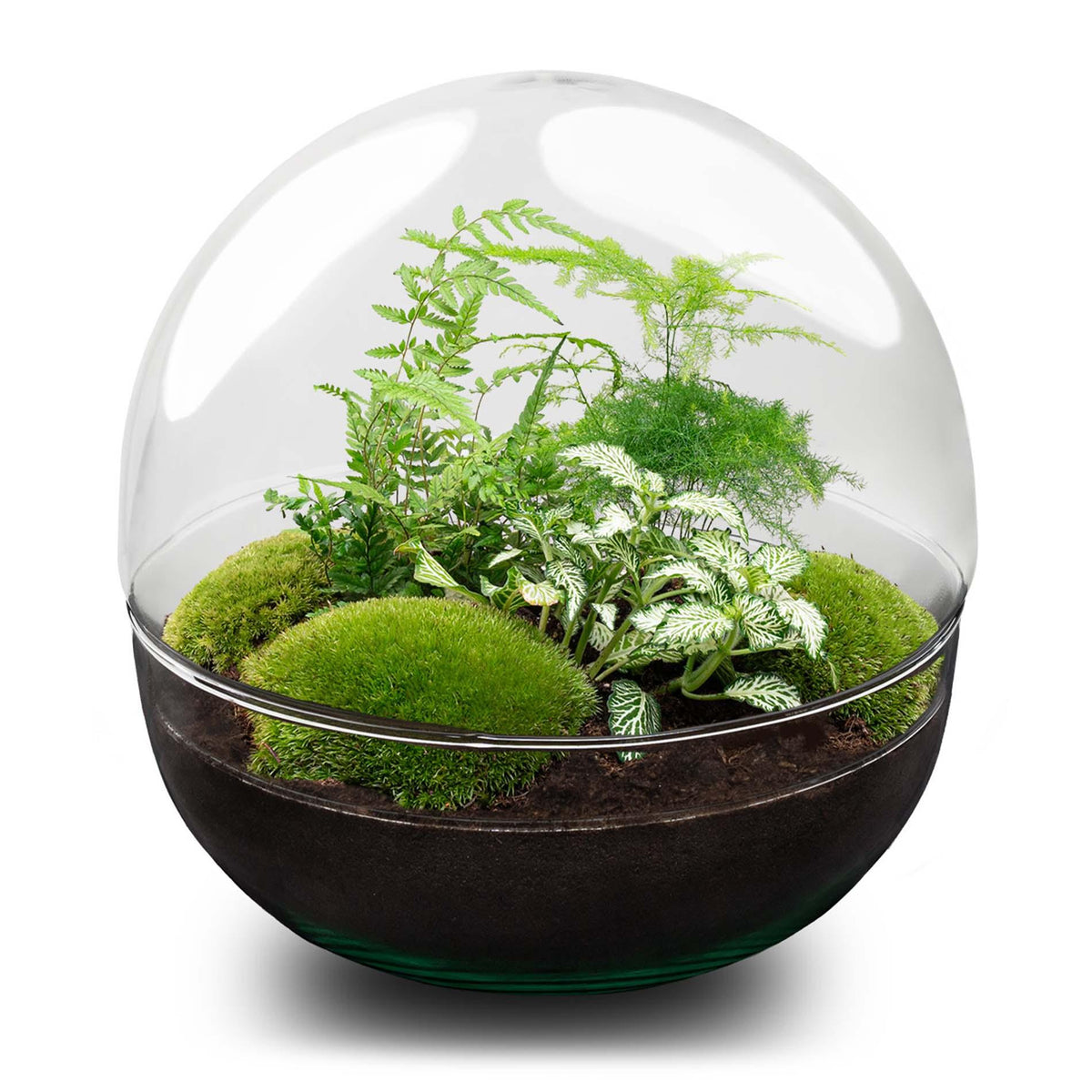 Productfoto van DIY terrarium bolglas Dome XL, zonder gereedschap
