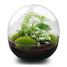 DIY Planten terrarium tweedelig bolglas - Dome XL - Zonder gereedschap