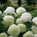 Productfoto van Hydrangea arbo. 'Strong Annabelle'