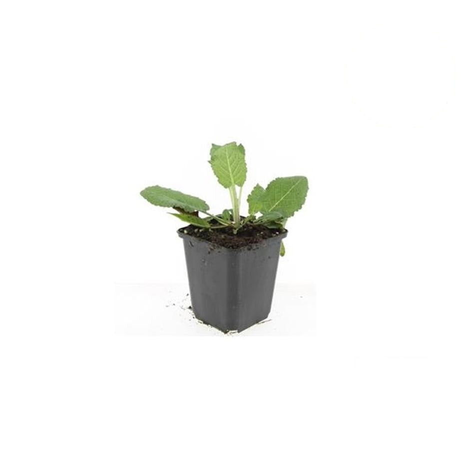 Salvia nem. 'Mainacht', kenmerkend blad
