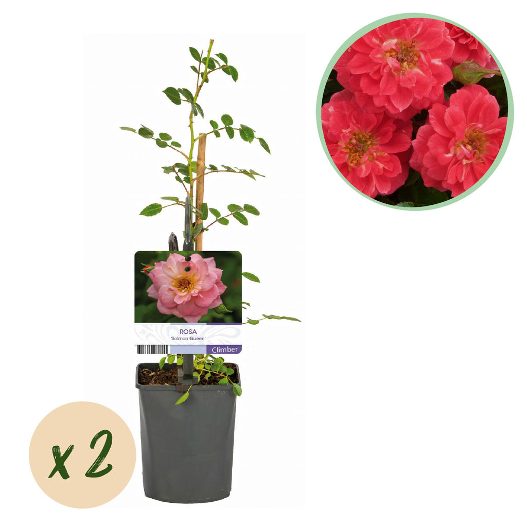 Rosa Salmon Queen, plant in pot