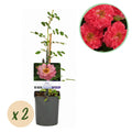 Rosa Salmon Queen, plant in pot
