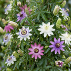 Passiflora rainbow mix, passiebloem in vier kleuren, groeiwijze van de plant