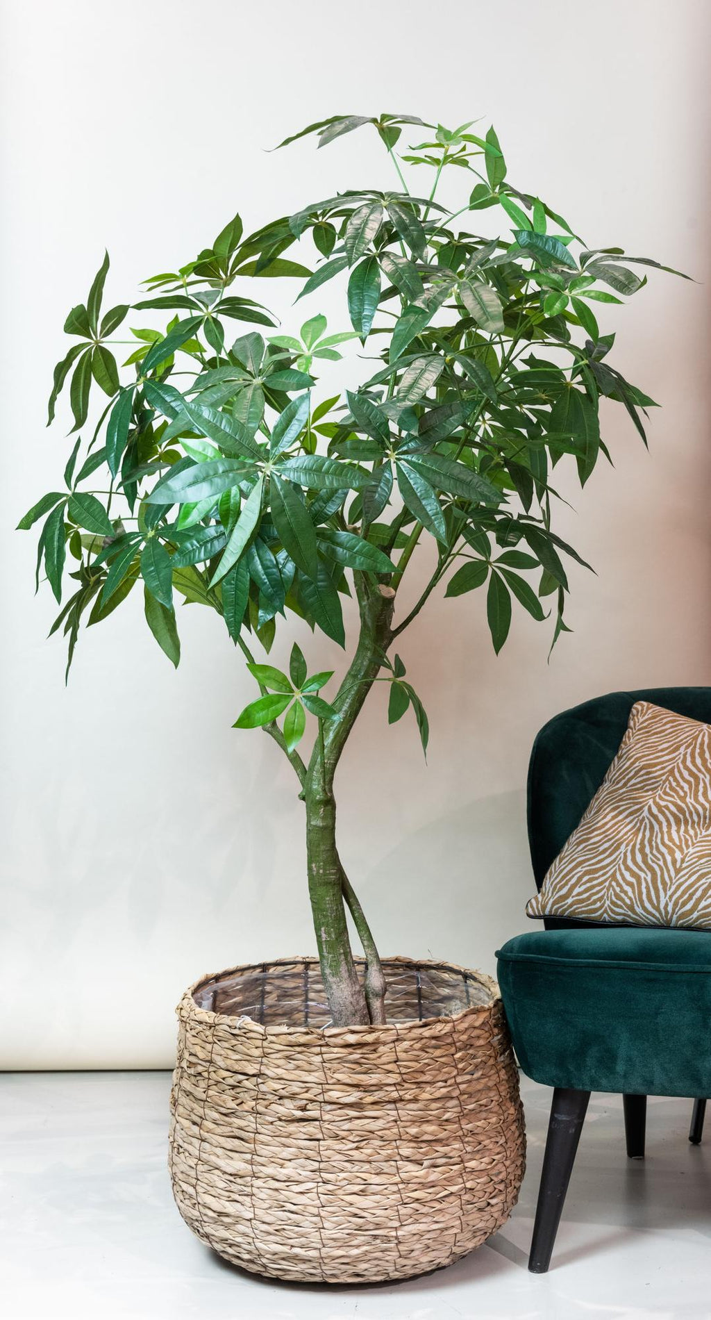 Productafbeelding van Pureplant