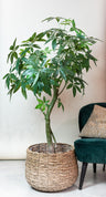 Kunstplant Pachira aquatica, geldboom, 150 cm