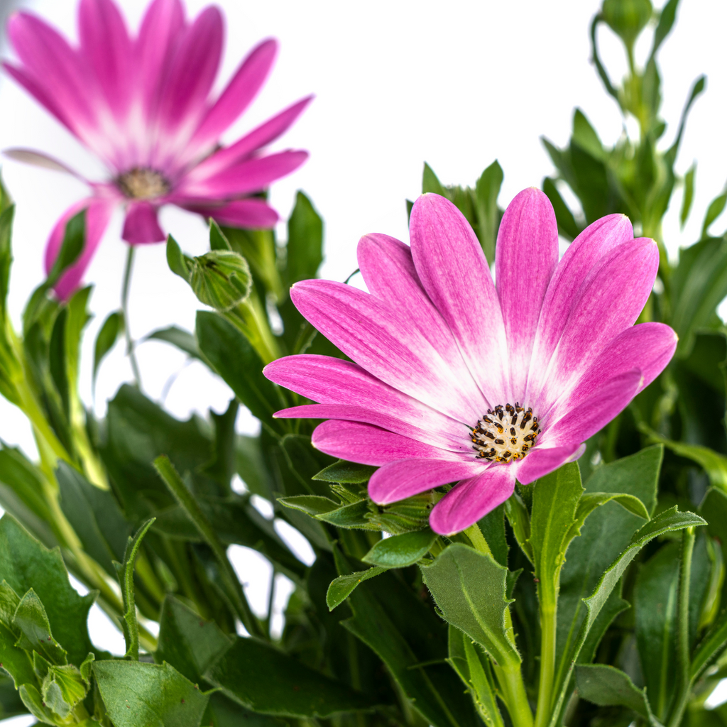8x Osteospermum Ecklonis Pink, kenmerkend blad