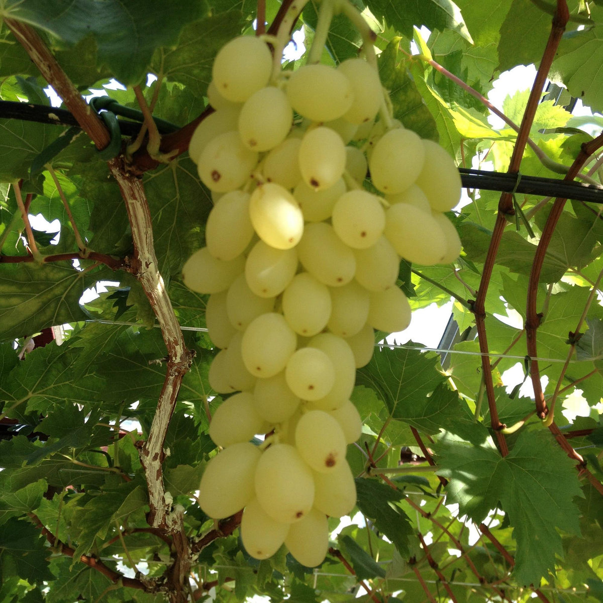 Druivenplant Lakemont, fruitgewas voor de tuin, plant in pot
