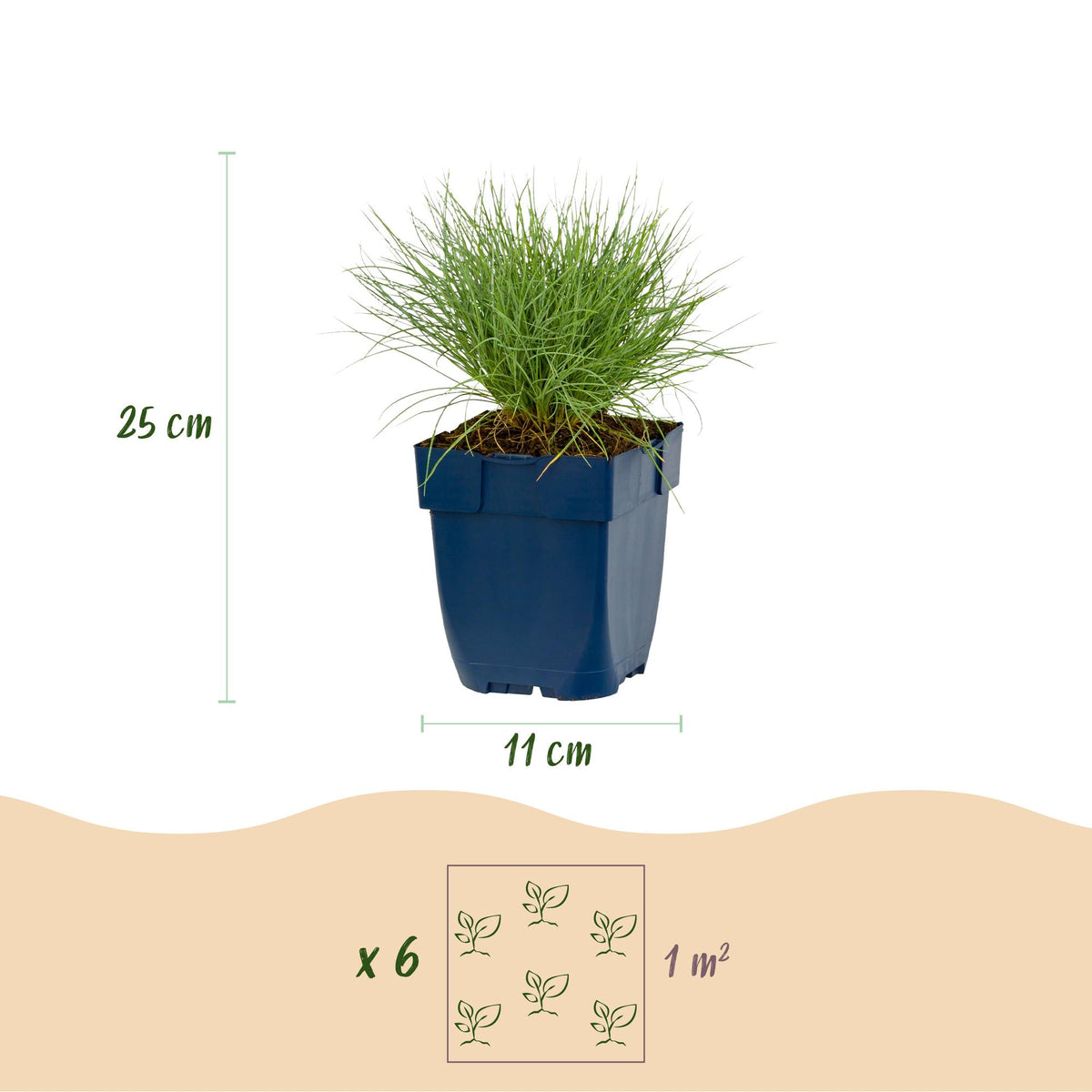 Festuca glauca - Blauwgras - Groenblijvend - Blauw, compacte plant