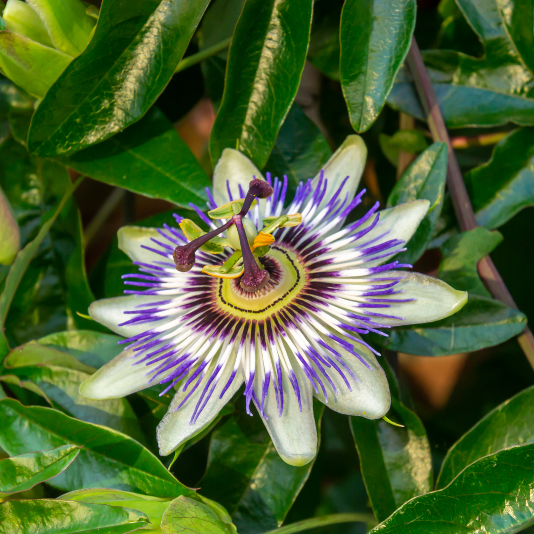 Passiebloem Passiflora caerulea, klimplant, P9 pot, detail van het blad