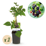 2x Rubus fruticosus Triple Crown - Zwarte Braam