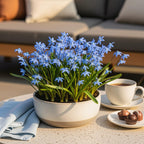 Scilla Siberica, plant in pot