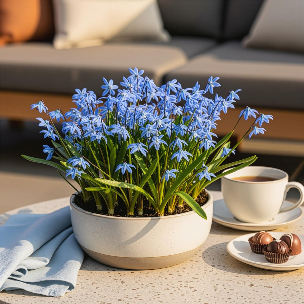 Scilla Siberica, plant in pot