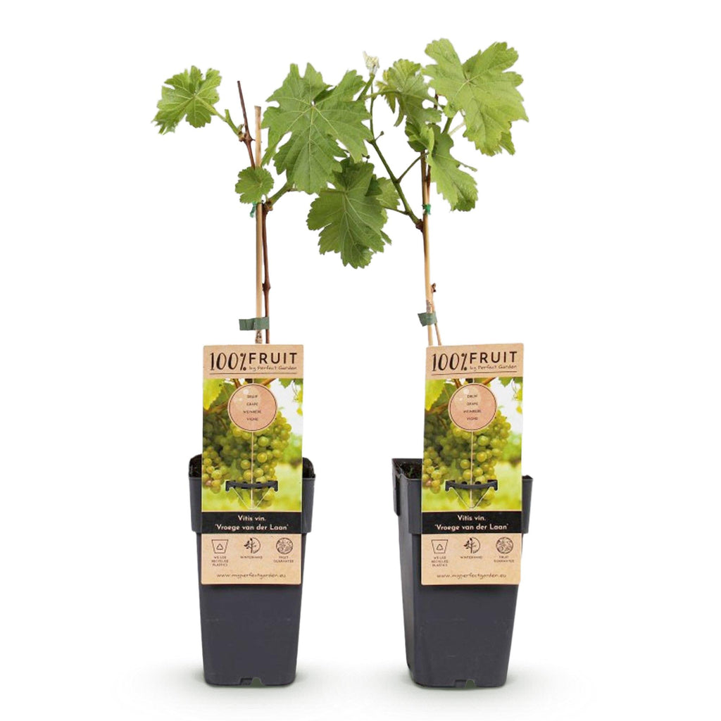 Productafbeelding van Pureplant
