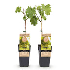 Productafbeelding van Pureplant