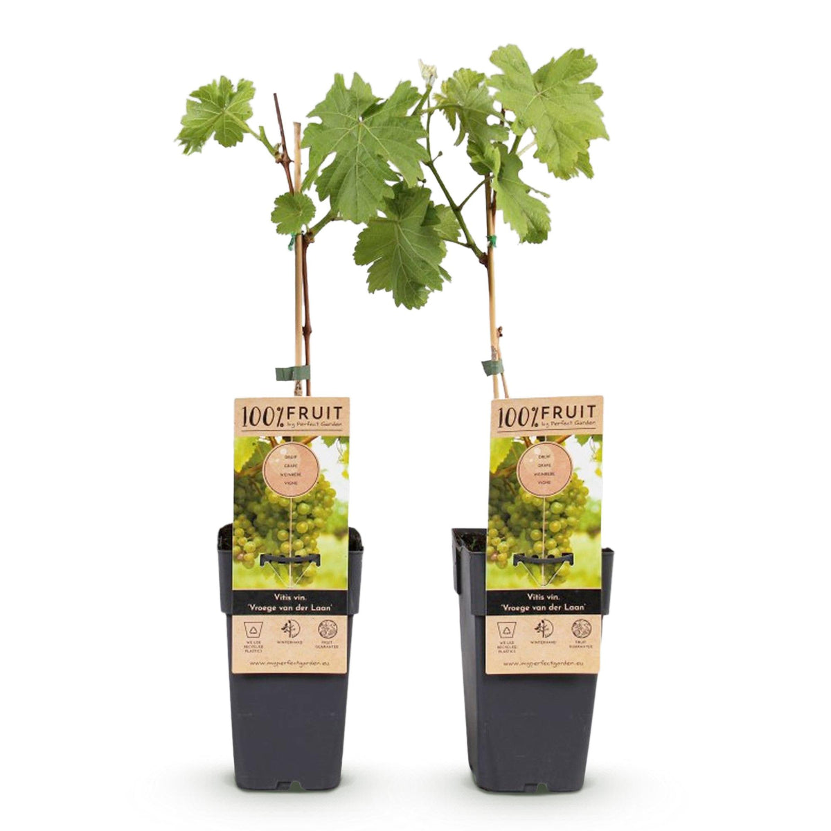 Productafbeelding van Pureplant