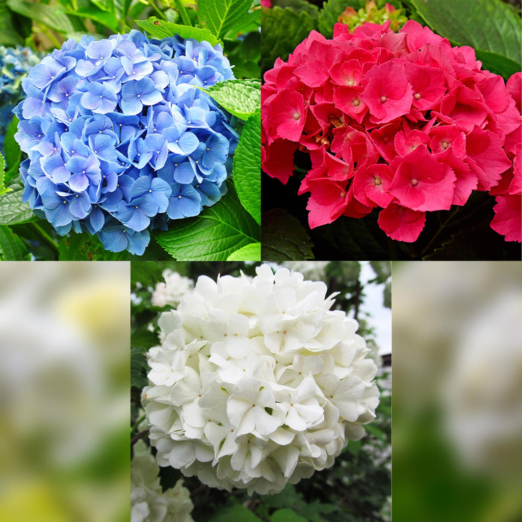 Hydrangea macrophylla Tricolour, detail van het blad
