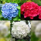 Hydrangea macrophylla Tricolour, detail van het blad
