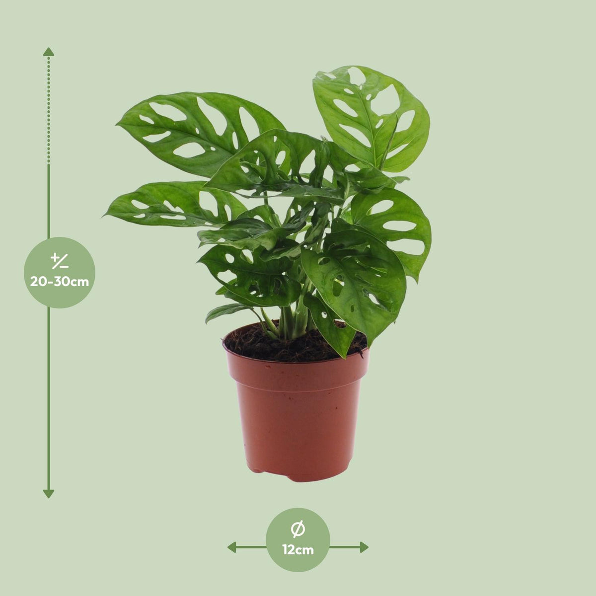 Productafbeelding van Pureplant