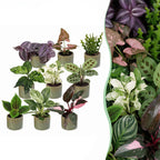 9x Baby Plants Surprise Box - Verrassingsbox kleine planten - Diversen - Tropisch - incl. Linnea Olive - Ø6cm - ↕5-15cm, plant in pot